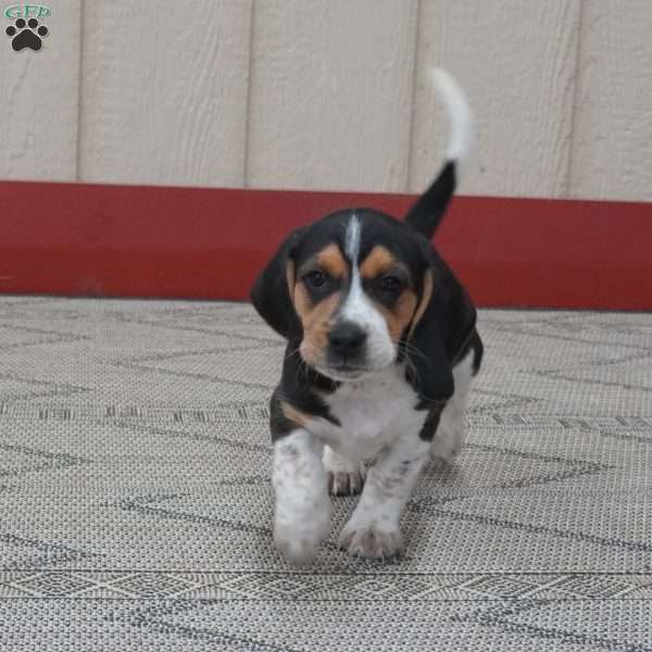 Porter, Beagle Puppy